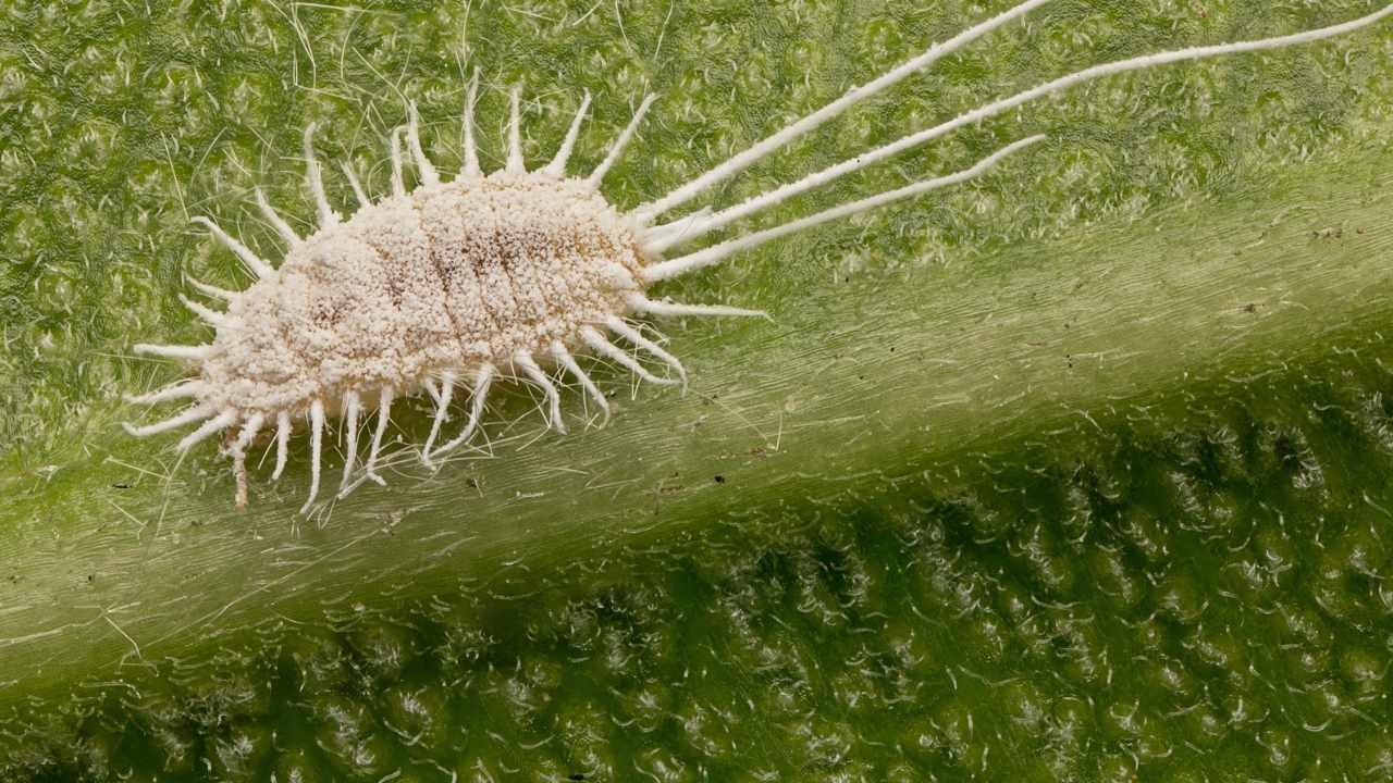 cocciniglia agrumi