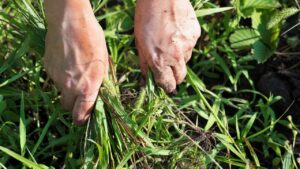 Quali sono le erbe infestanti, come riconoscerle e come sbarazzartene