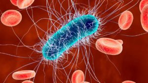 Cos’è l’Escherichia coli e come prevenirla