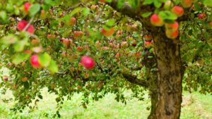 Frutteto a settembre: 6 lavori da fare adesso