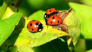 4 insetti utili per il tuo orto e il tuo giardino