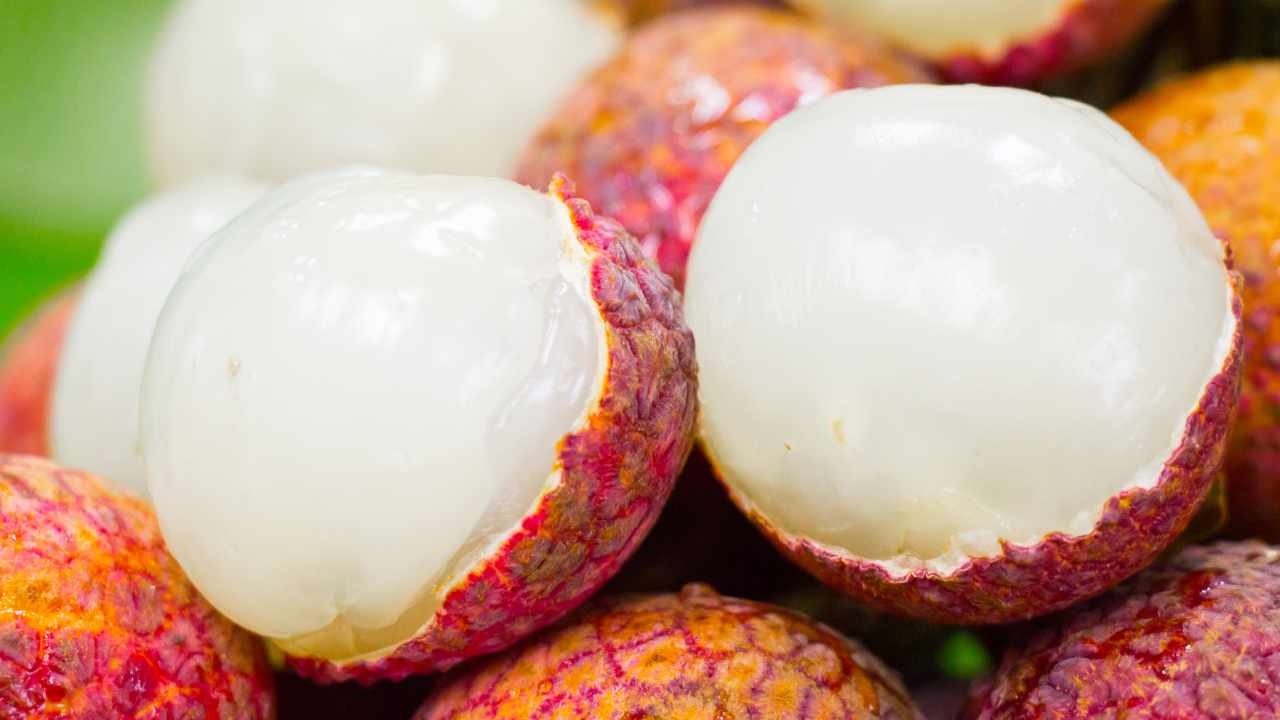 litchi coltivare