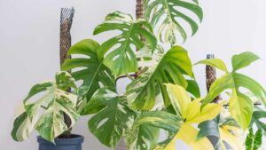 È la varietà più ricercata: come coltivare la Monstera Variegata