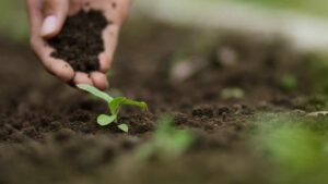 Cos’è l’orto biodinamico e come funziona