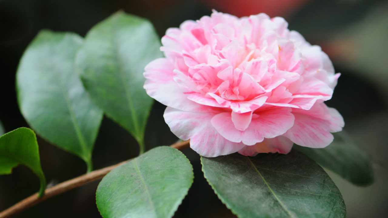 camelia