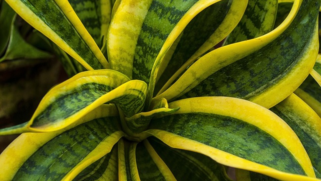 sanseveria