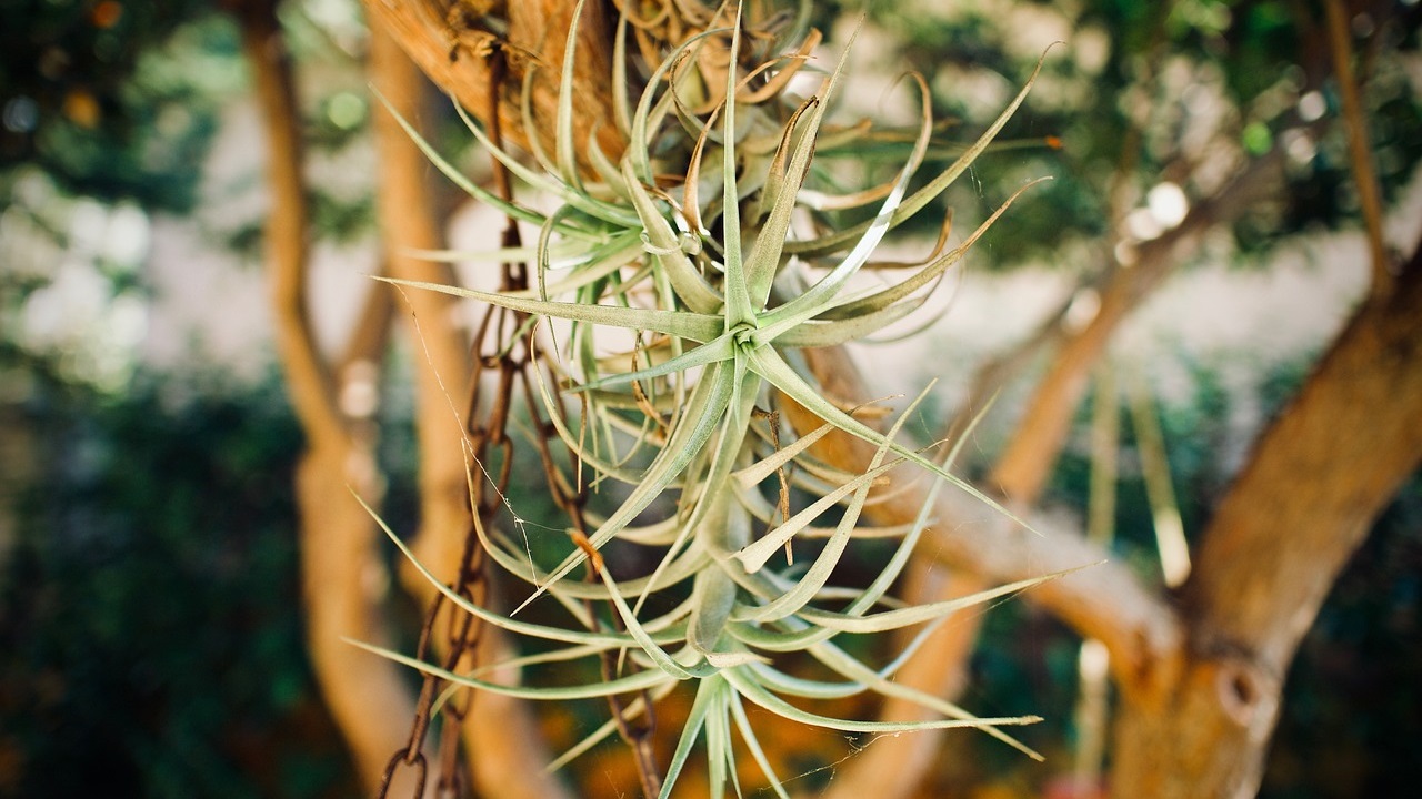 tillandsia