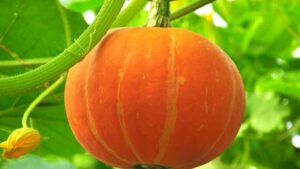 I segreti (che devi conoscere) per coltivare la zucca