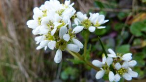 Cochlearia Officinalis: tutto quello che dovresti sapere sull’erba cucchiaio