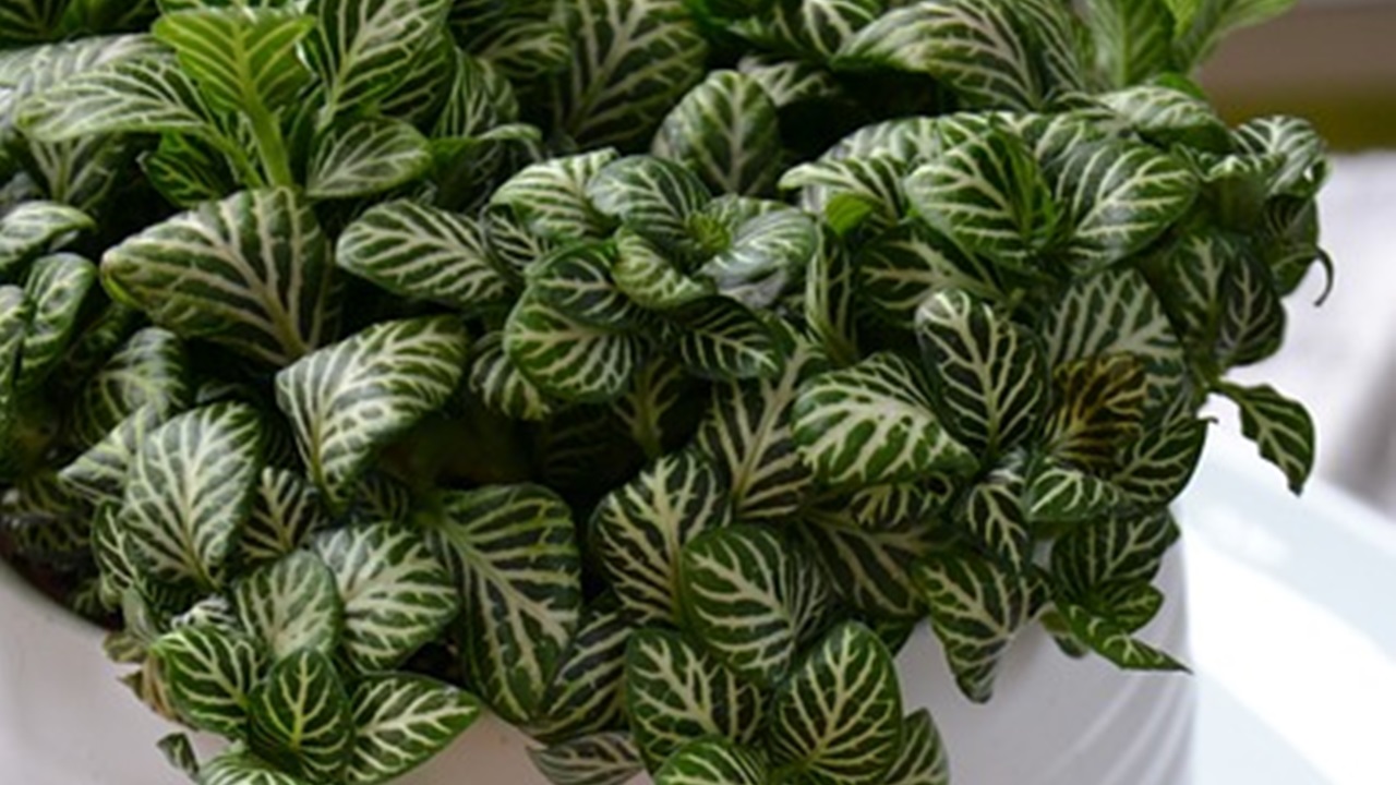 fittonia