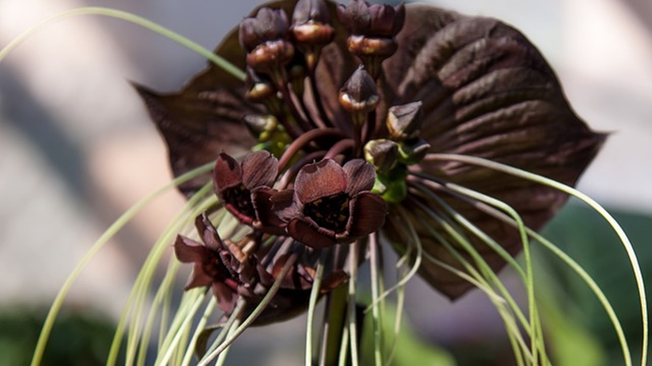 Tacca chantrieri