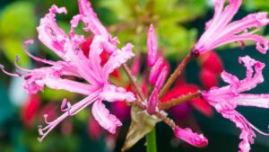 La pianta resistente all’autunno: come coltivare la Nerina in vaso