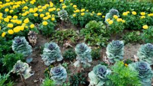 Sono queste le piante perfette per le aiuole del tuo giardino in inverno