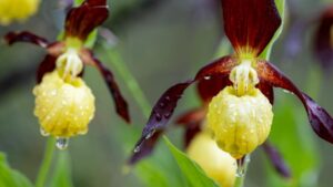 La chiamano l’orchidea più bella d’Europa: tutto sulla cura della scarpetta di Venere