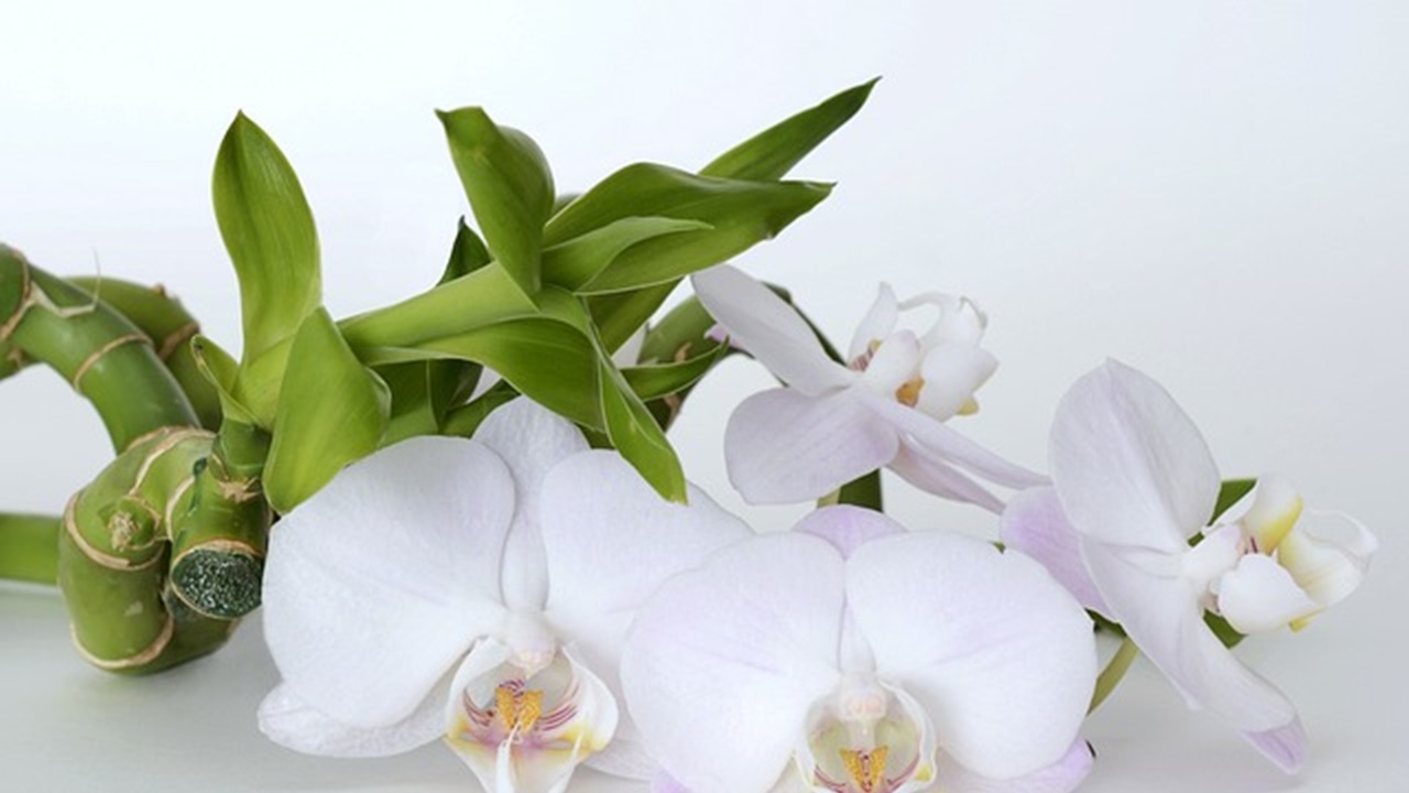 orchidea