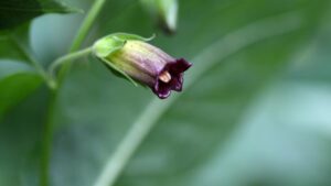 Come riconoscere ed estirpare dal giardino questa bellissima ma velenosa pianta