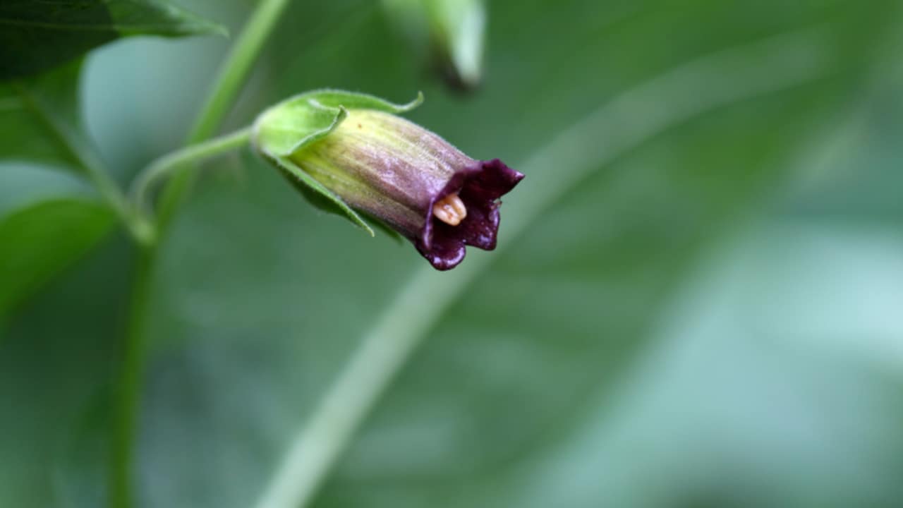 pianta velenosa