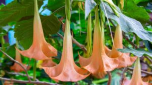 Brugmansia, una delle piante più velenose