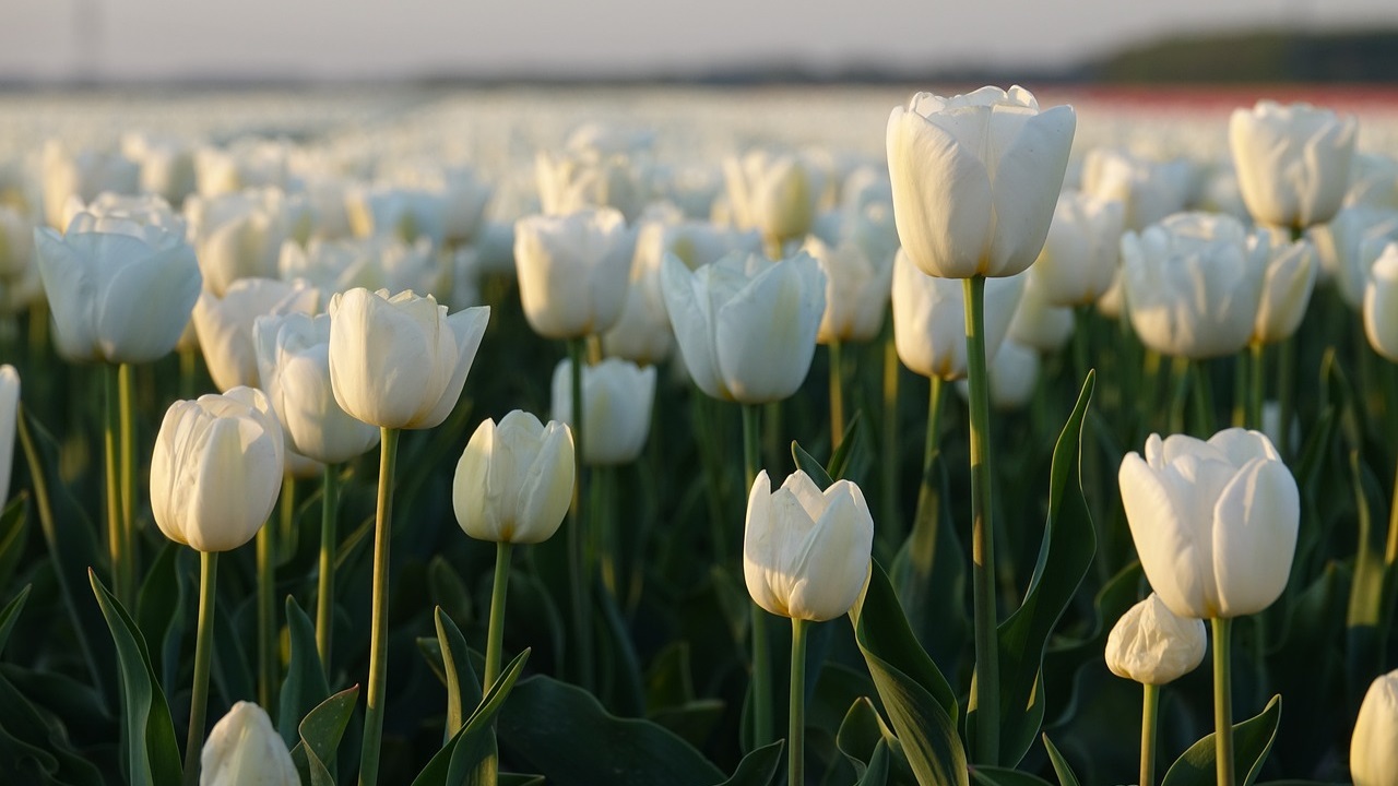 campo di tulipani