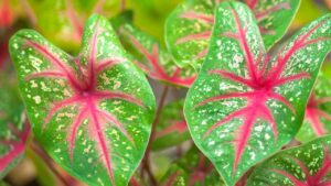 Caladium: come si coltiva questa pianta meravigliosa