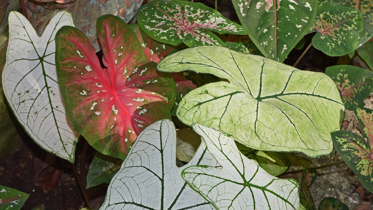 caladium foglie