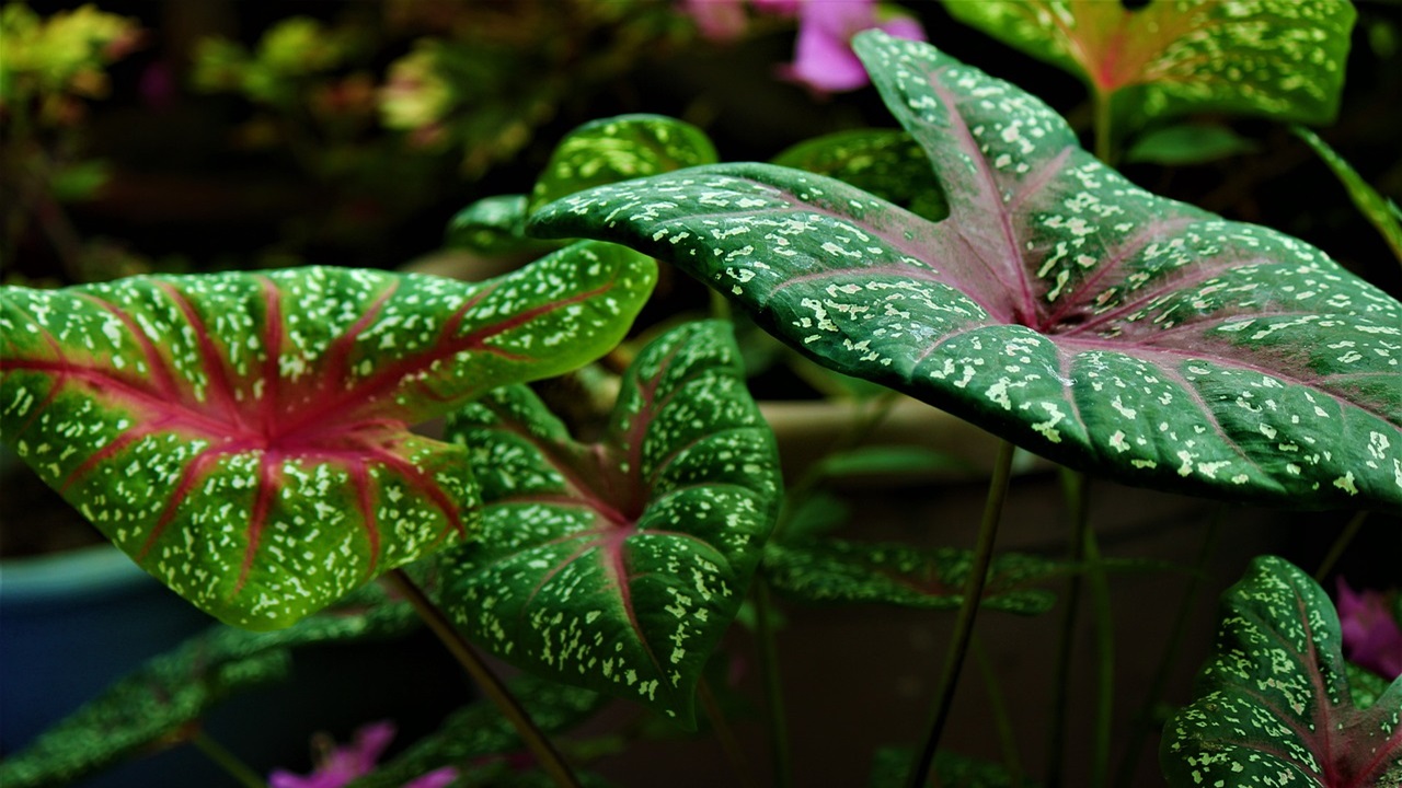 caladium pianta