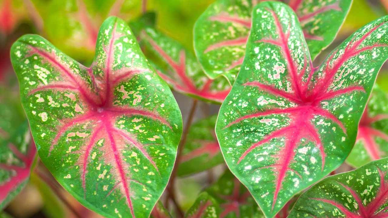 caladium