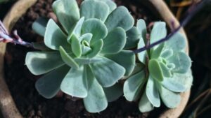 Echeveria: il rimedio a costo zero per far crescere la tua bellissima pianta