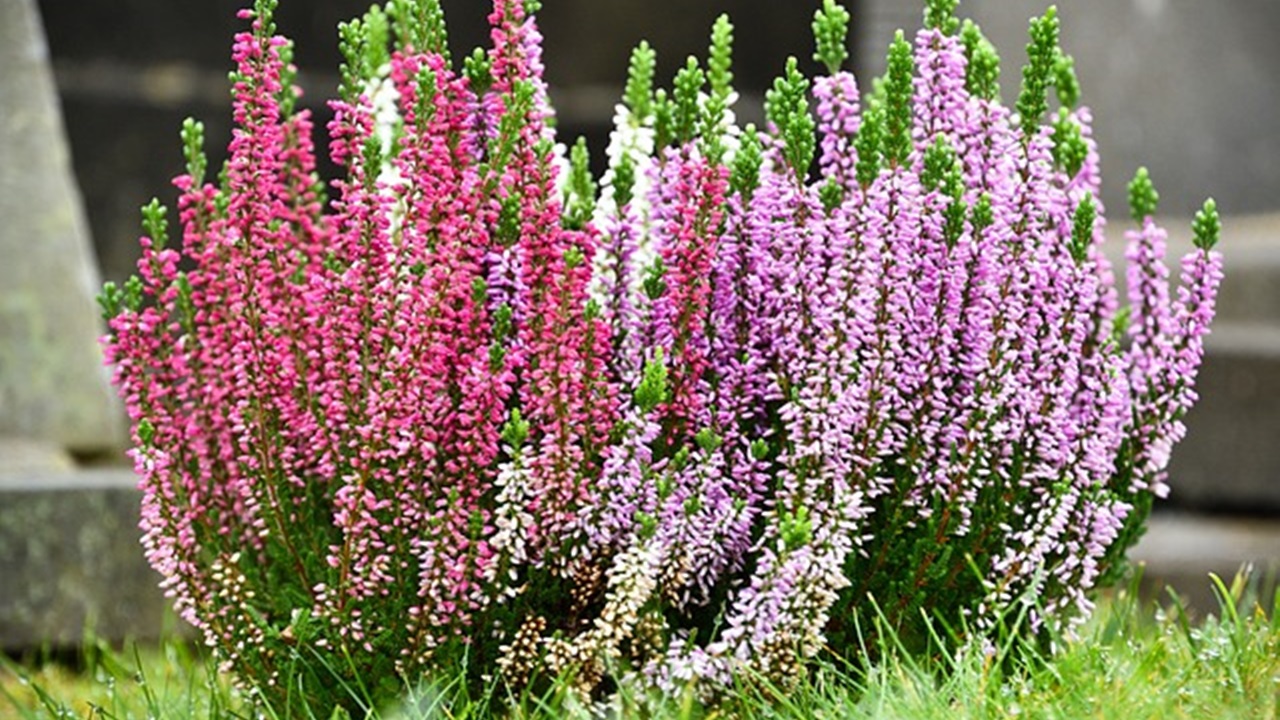 erica gracilis