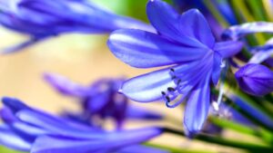 I più bei fiori blu autunnali per il tuo balcone e il tuo giardino