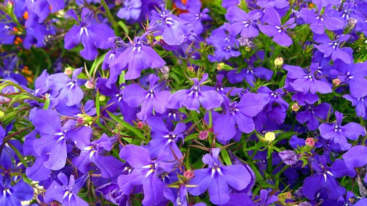 lobelia