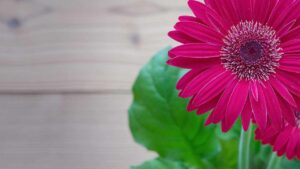 Perché dovresti avere la gerbera nella tua casa