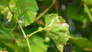 Cos’è il mal bianco e come combatterlo in modo naturale