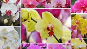 Un significato diverso per ogni colore delle orchidee: scoprili tutti