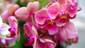 Come potare le orchidee: scopri tre consigli pratici dell’esperto per risultati perfetti