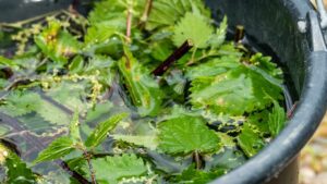 L’ingrediente segreto per un giardino fantastico: le piante cresceranno molto più rapidamente