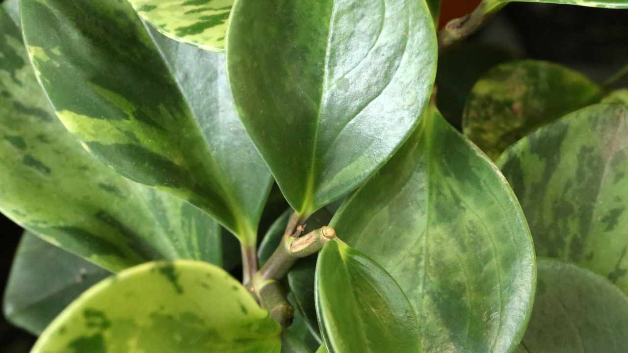 peperomia pianta d'appartamento