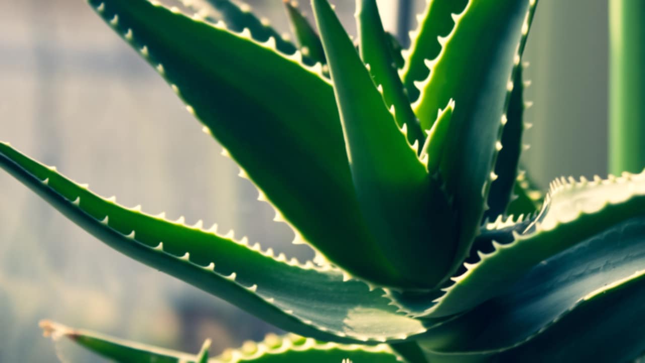 aloe vera