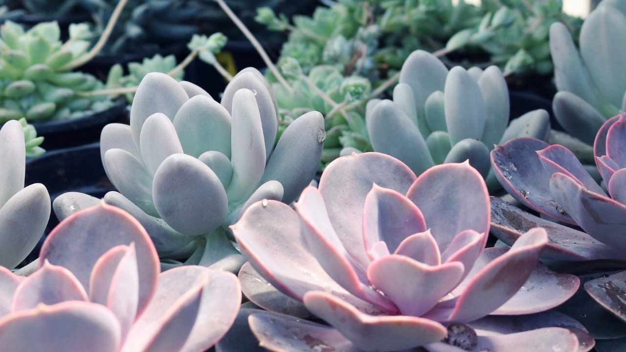 succulenta