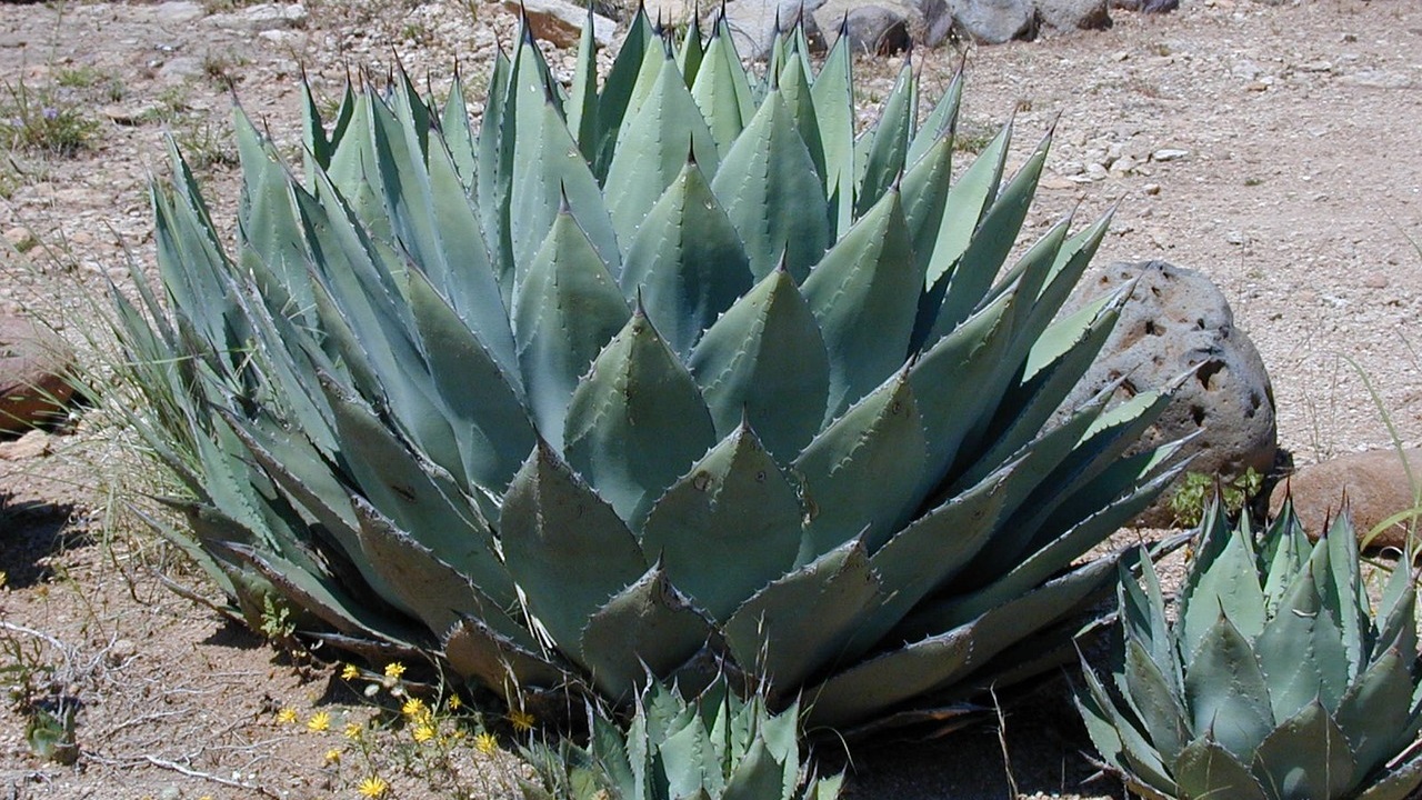 agave