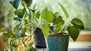 Le piante che purificano l’aria e neutralizzano gli odori in cucina: ecco quali scegliere