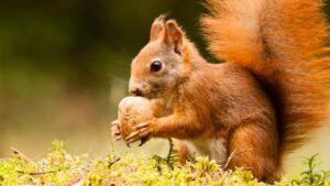 Lo sapevi che gli scoiattoli piantano alberi “per sbaglio”? Scopri in che modo diventano dei veri e propri giardinieri della natura