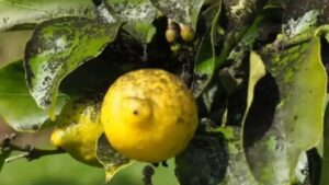 Come combattere la fumaggine del Limone grazie a delle soluzioni naturali molto efficaci