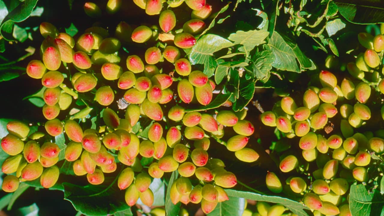 Pianta del pistacchio