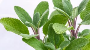 Salvia in inverno: i segreti per proteggere questa pianta aromatica dal freddo