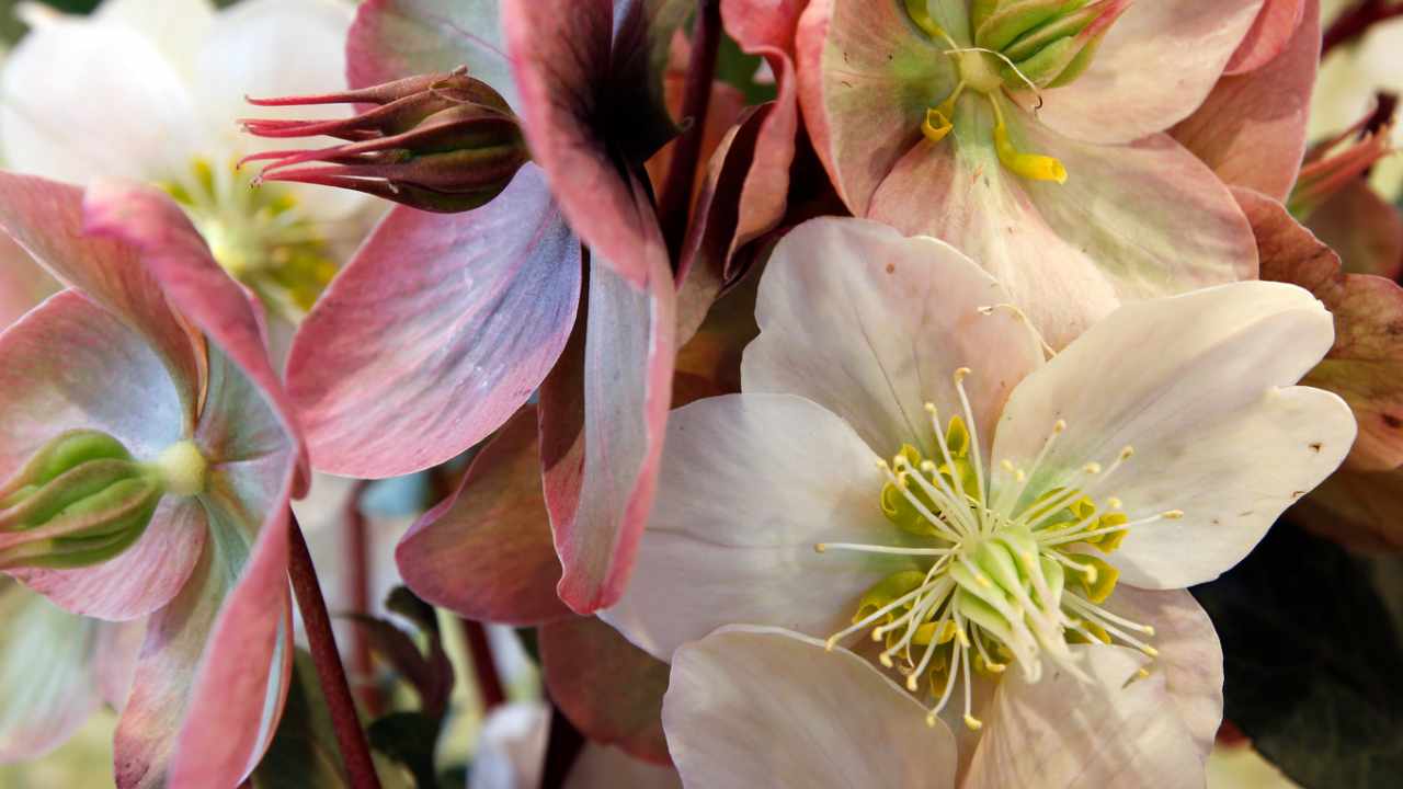 quali fiori piantare a dicembre 