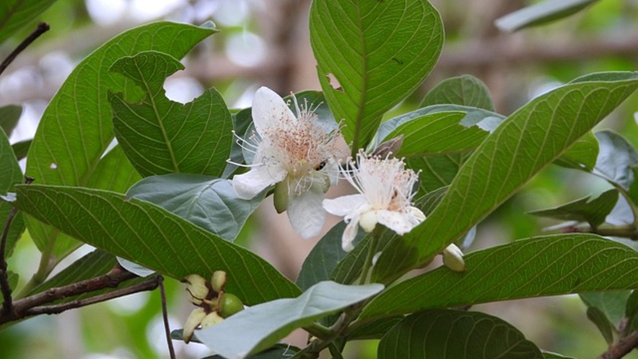 foglie di guava