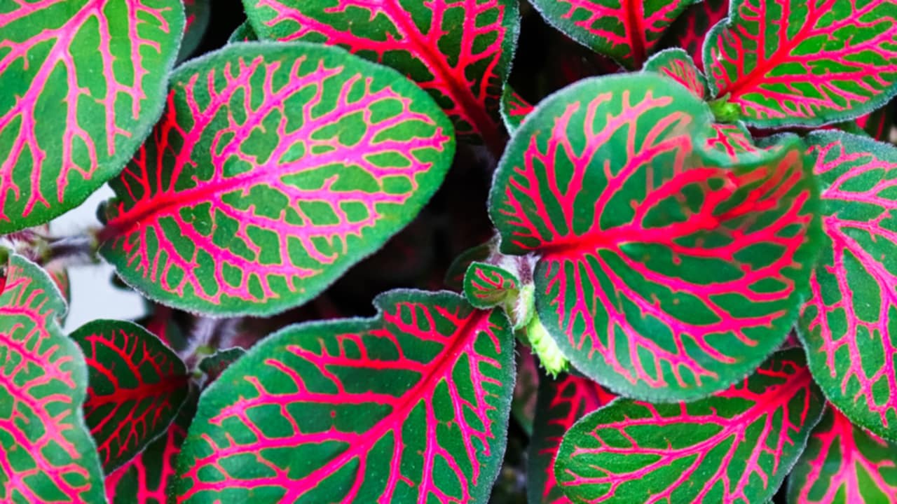 fittonia