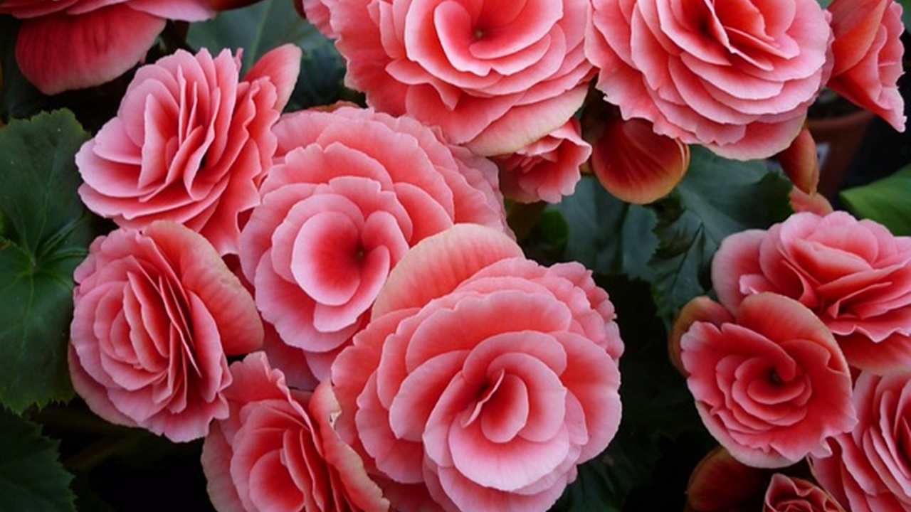 begonia