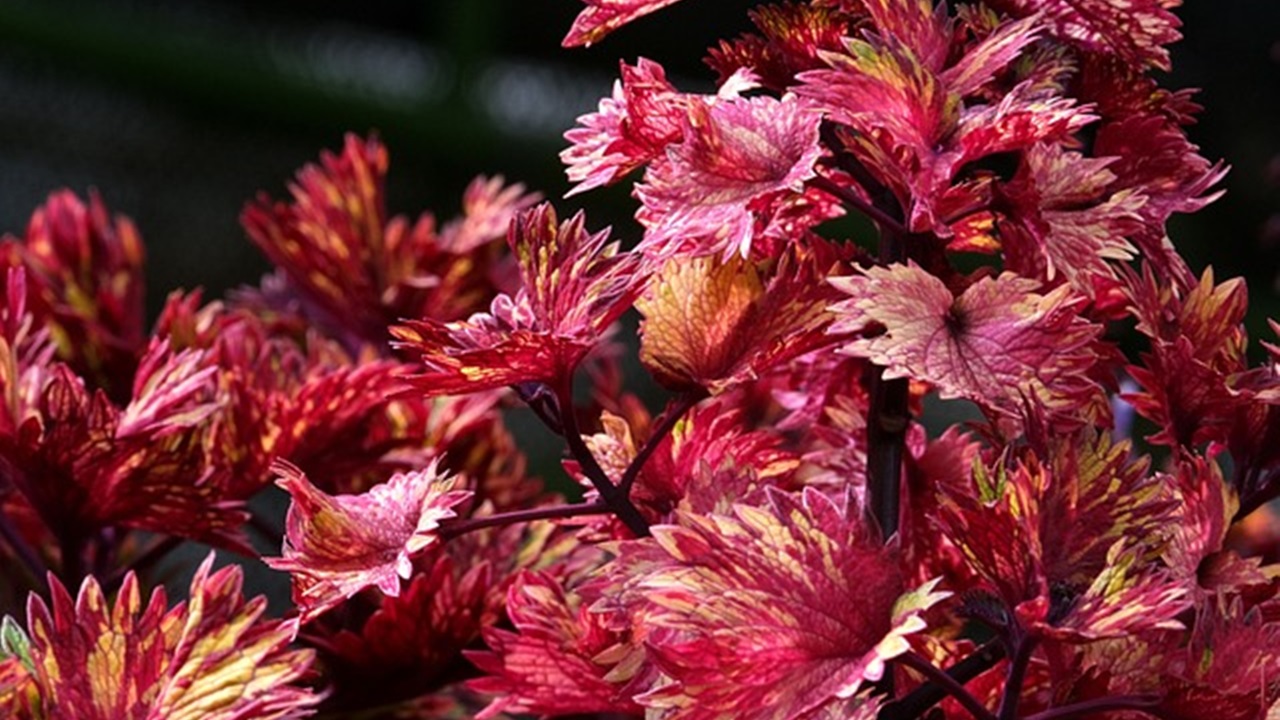 coleus